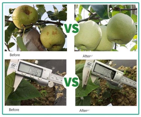 Китай Удобрение из экстракта морских водорослей Ascophyllum Nodosum поставщик
