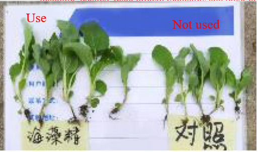 Аминокислотное листовое удобрение ASCOPHYLLUM NODOSUM EXTRACT жидкое удобрение морского происхождения поставщик