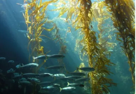 10 л бочка Темно-коричневый или черный жидкий экстракт морских водорослей, удобрение для промывки поставщик