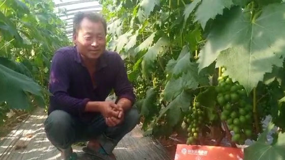 10 л бочка Темно-коричневый или черный жидкий экстракт морских водорослей, удобрение для промывки поставщик