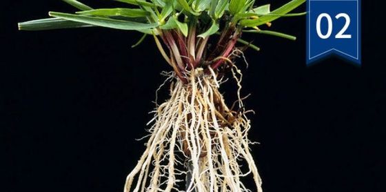 10 л бочка Темно-коричневый или черный жидкий экстракт морских водорослей, удобрение для промывки поставщик