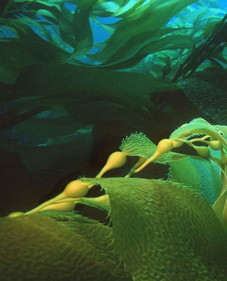 Листовая корма жидких морских водорослей поставщик
