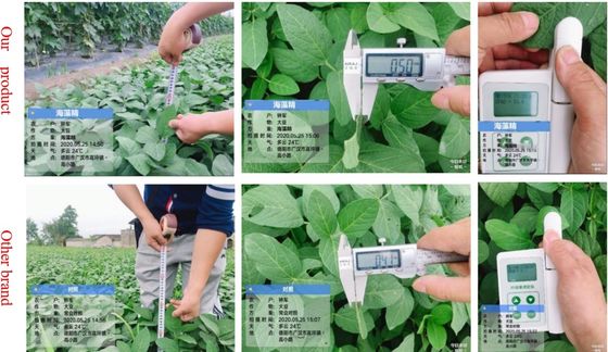 Удобрения на основе экстракта ASCOPHYLLUM NODOSUM поставщик