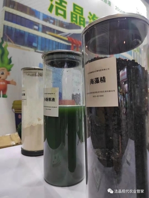 экстракт морских водорослей в качестве биостимулятора поставщик